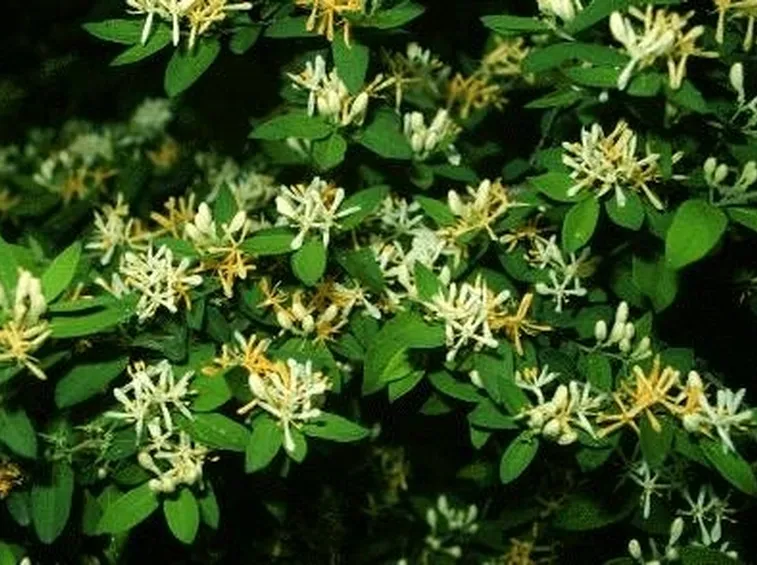 Caprifoglio (Lonicera)