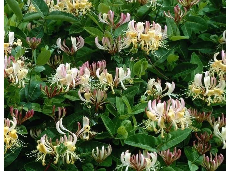 Caprifoglio (Lonicera)