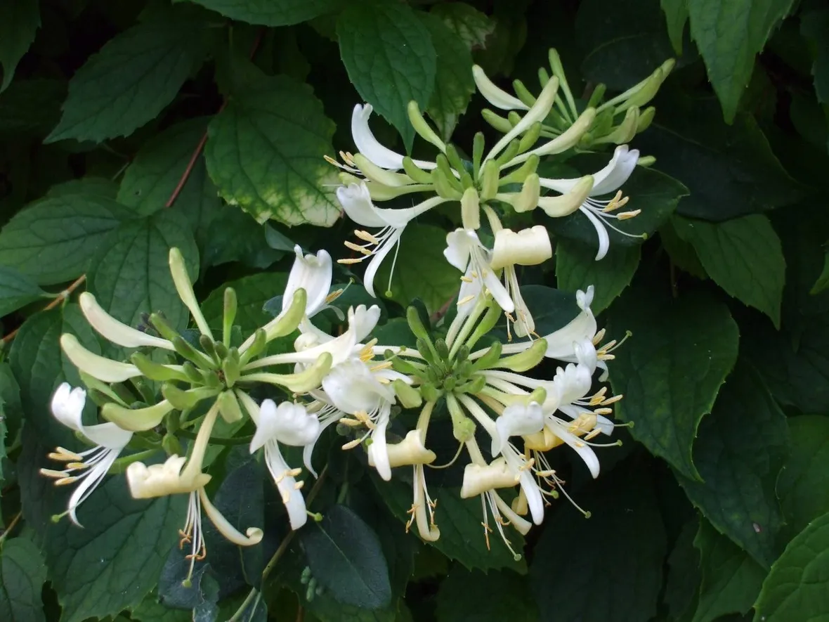 Caprifoglio (Lonicera)