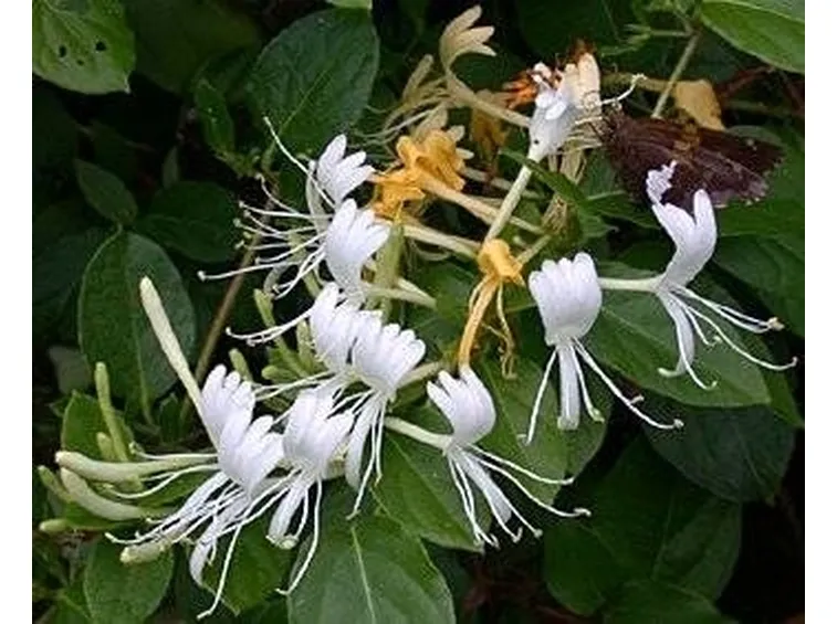 Caprifoglio del Giappone (Lonicera japonica)