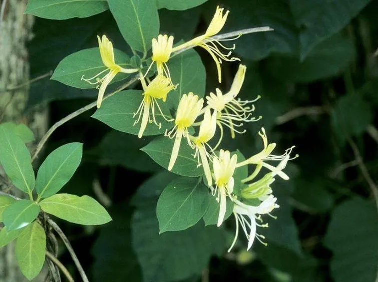 Caprifoglio del Giappone (Lonicera japonica)