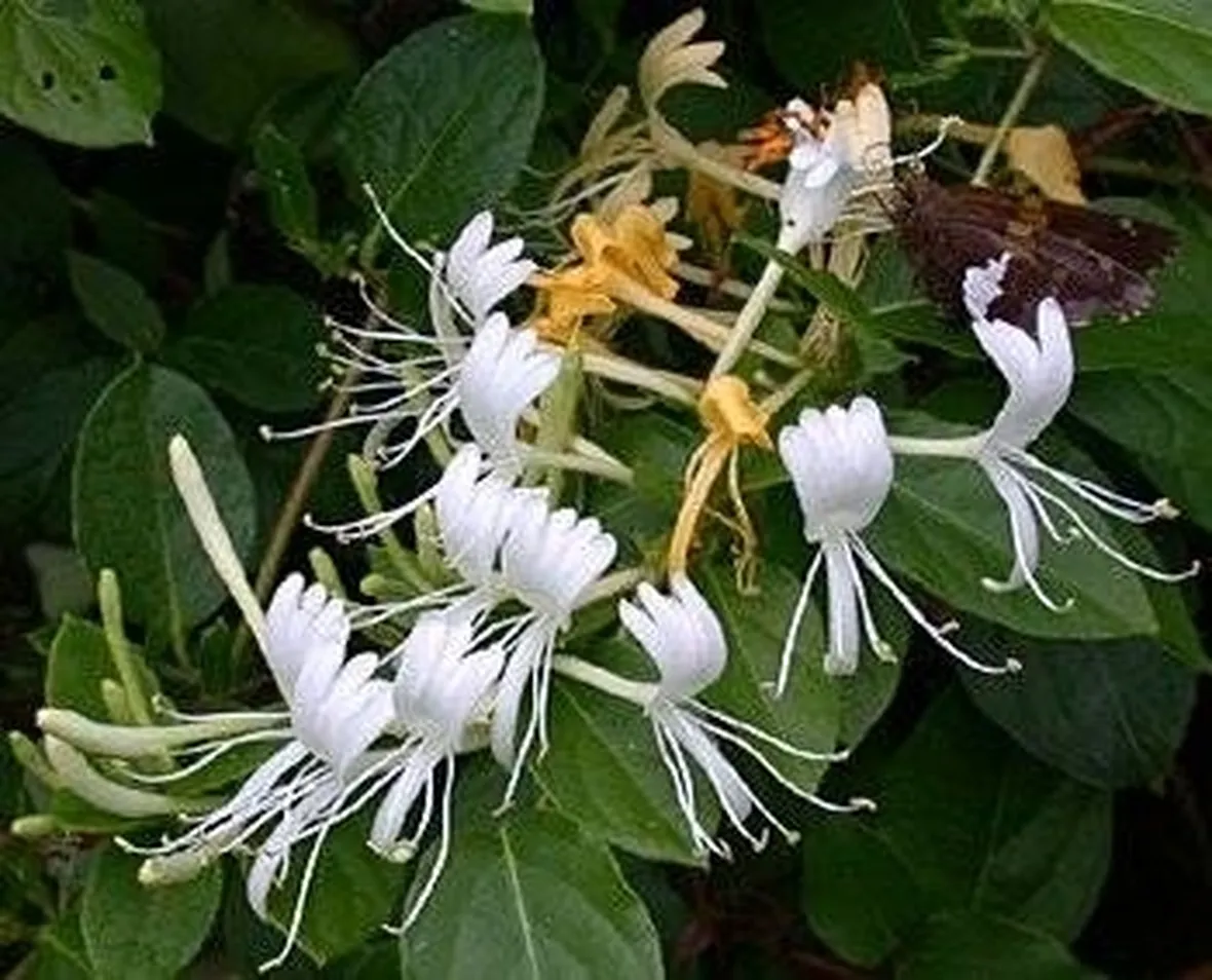 Caprifoglio del Giappone (Lonicera japonica)