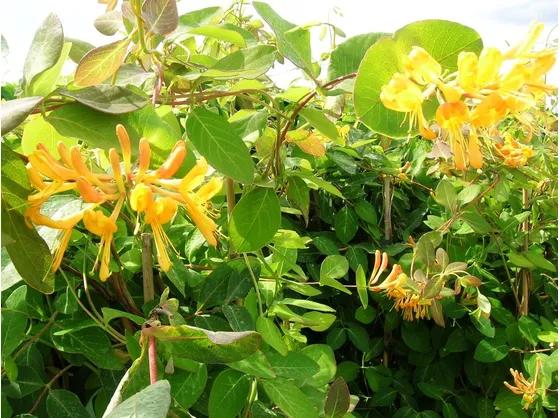 Pianta e fiori di Caprifoglio