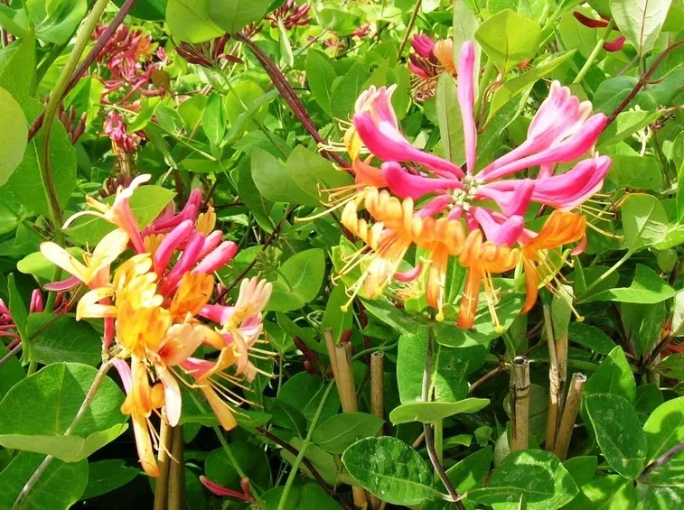 Pianta di Caprifoglio