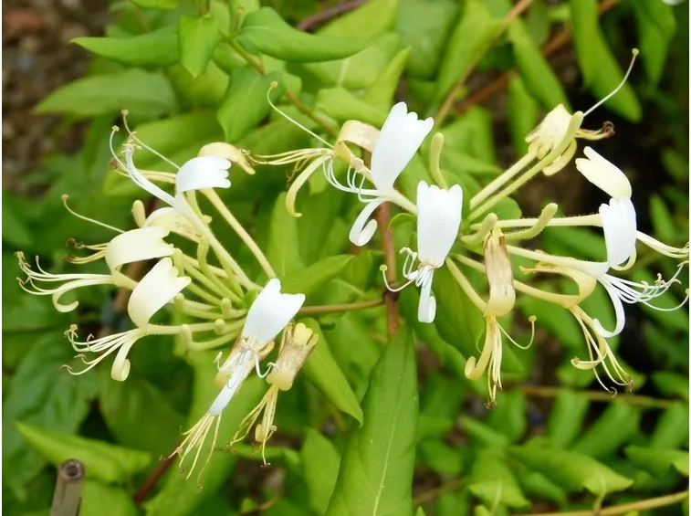 Fiori di Caprifoglio