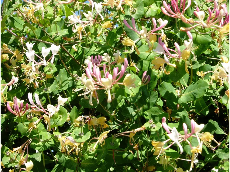 Varietà di Caprifoglio rampicante
