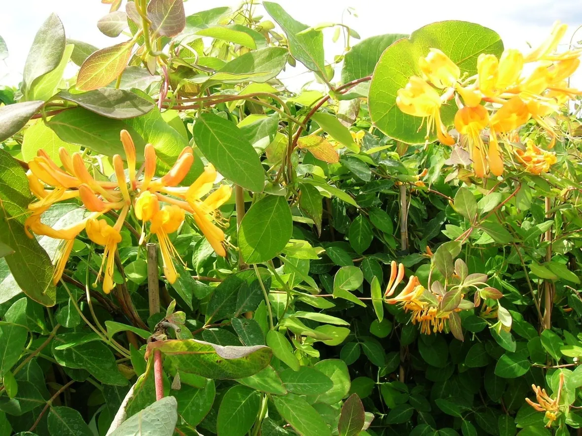 Pianta e fiori di Caprifoglio