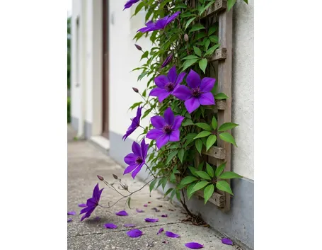 Pianta di Clematis