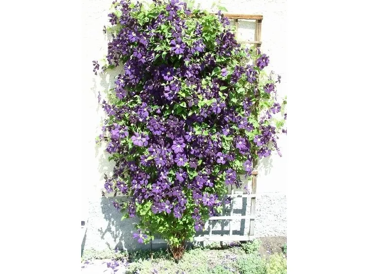 Pianta di Clematis