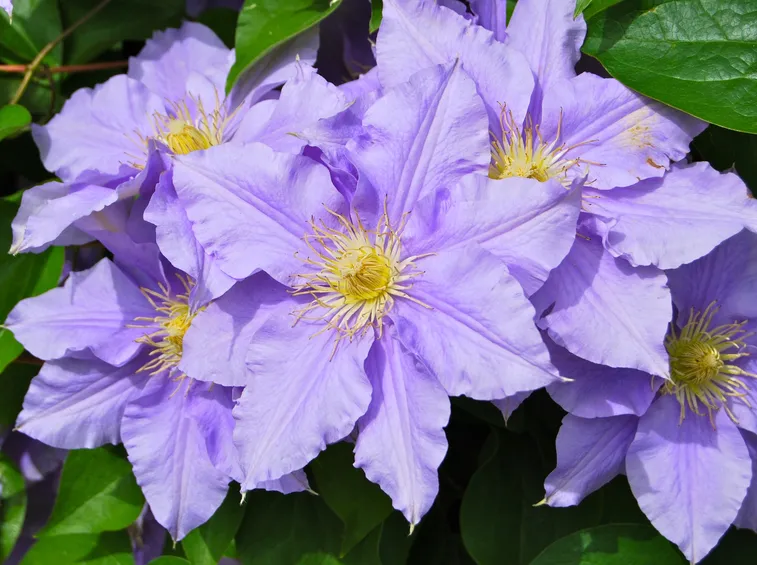 Dettaglio infiorescenze Clematis