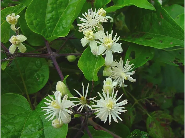 Esemplare di Clematis Vitalba