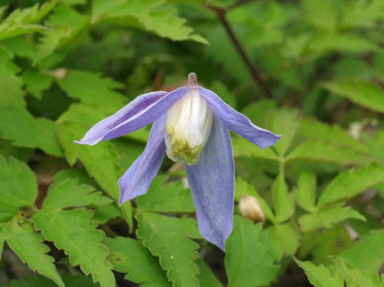 Esemplare di Clematis alpina