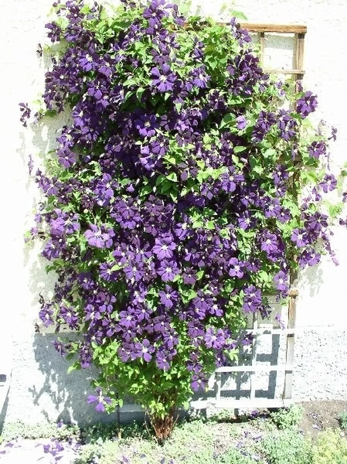 Pianta di Clematis
