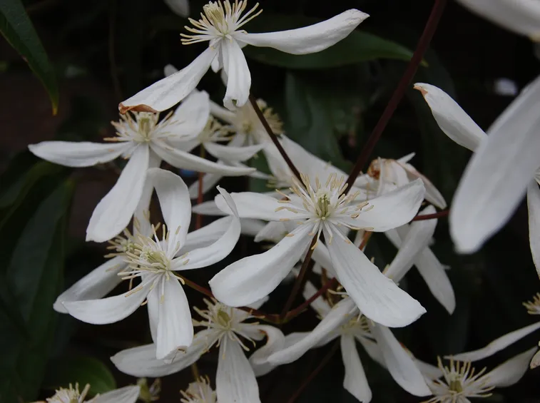 Fiori clematis armandii