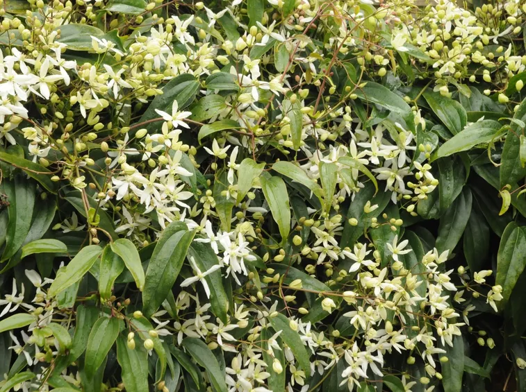 Siepe clematis sempreverde