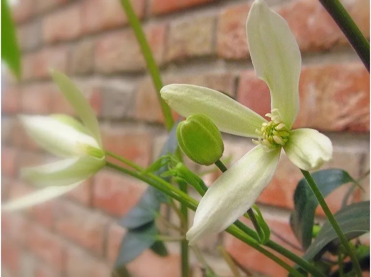 Fiore bocciolo clematis