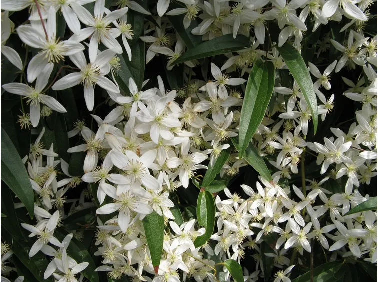Fioritura pianta rampicante
