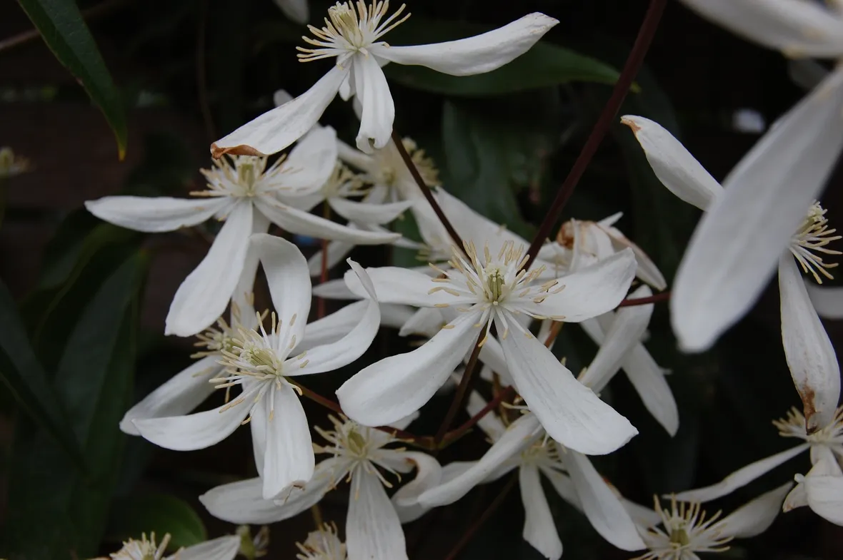 Fiori clematis armandii