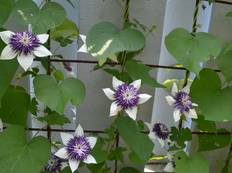 Coltivazione di Clematis