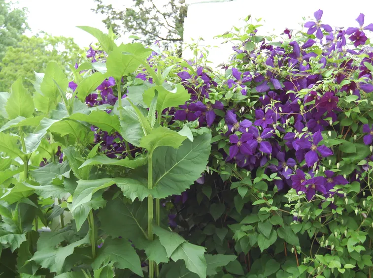 Clematis in natura