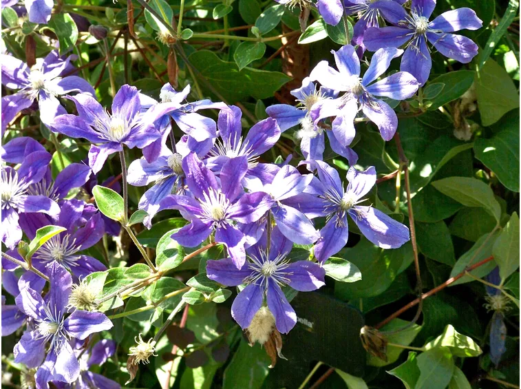 Clematis naturale