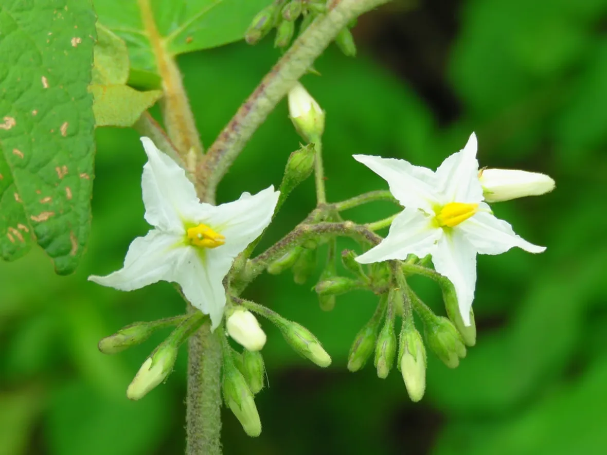 Fiori di Clematis