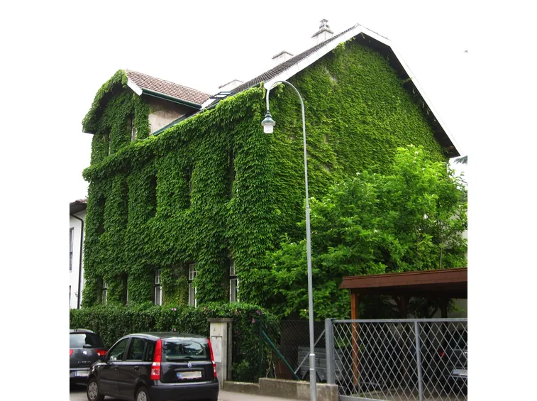 Casa completamente avvolta dall'edera