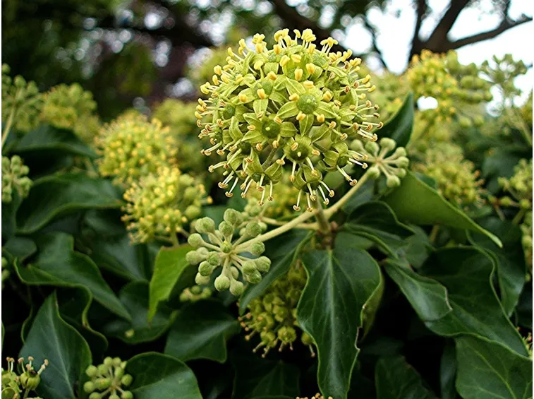 Fiori di edera