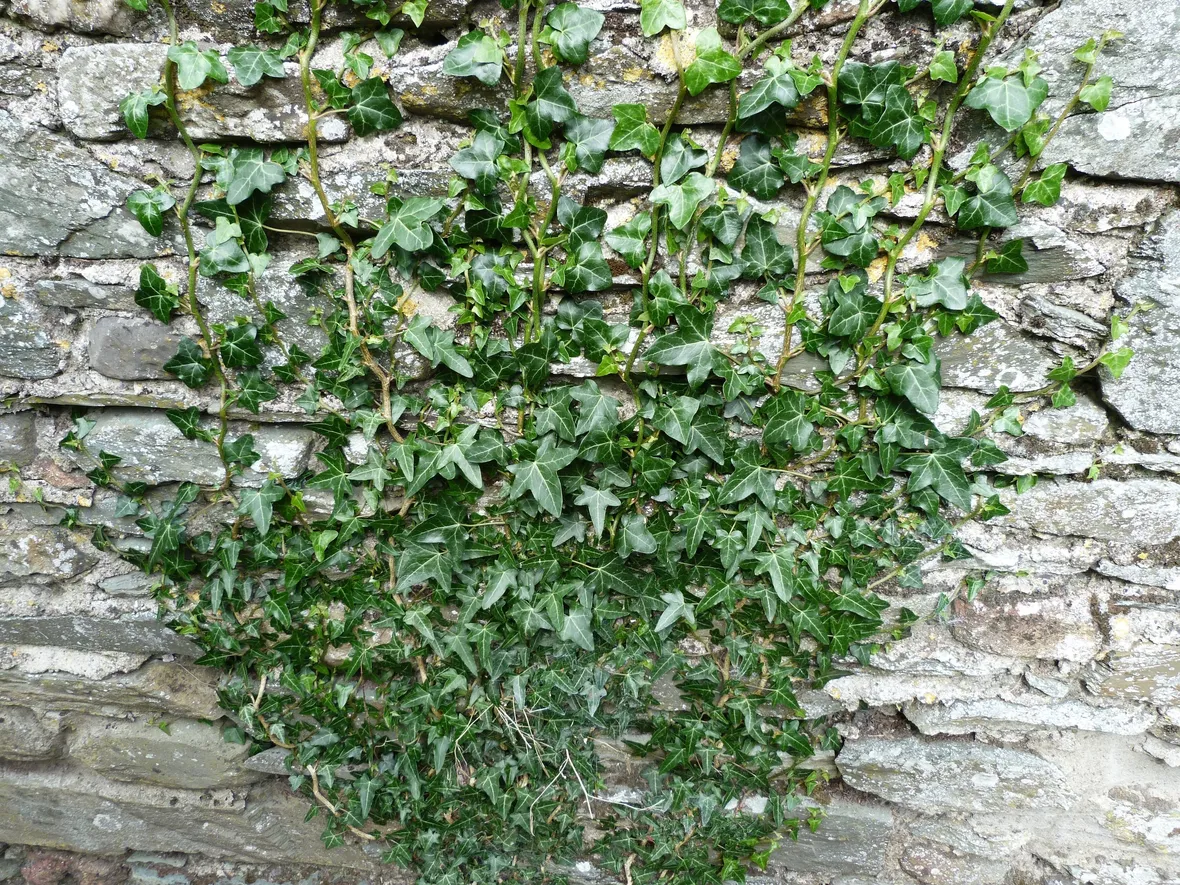Edera su un muro di cinta