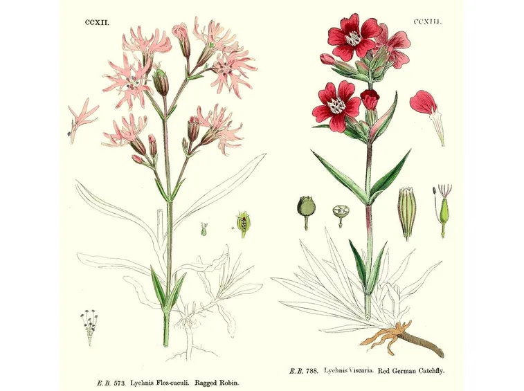 Disegno botanico di Lychnis flos cuculi e di Lychnis viscaria