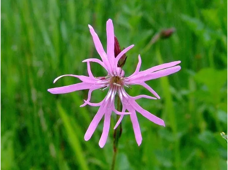 Fiore di cuculide rampicante