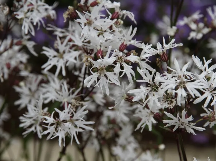 Esemplare di cuculide rampicante con fiori di colore bianco