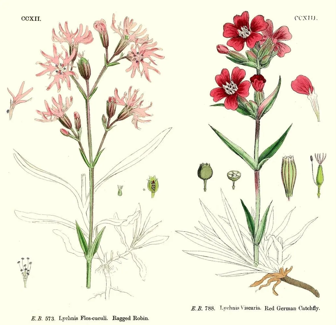Disegno botanico di Lychnis flos cuculi e di Lychnis viscaria