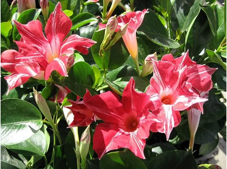 Dipladenia