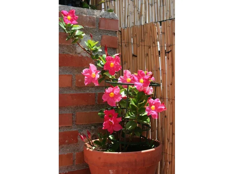 dipladenia