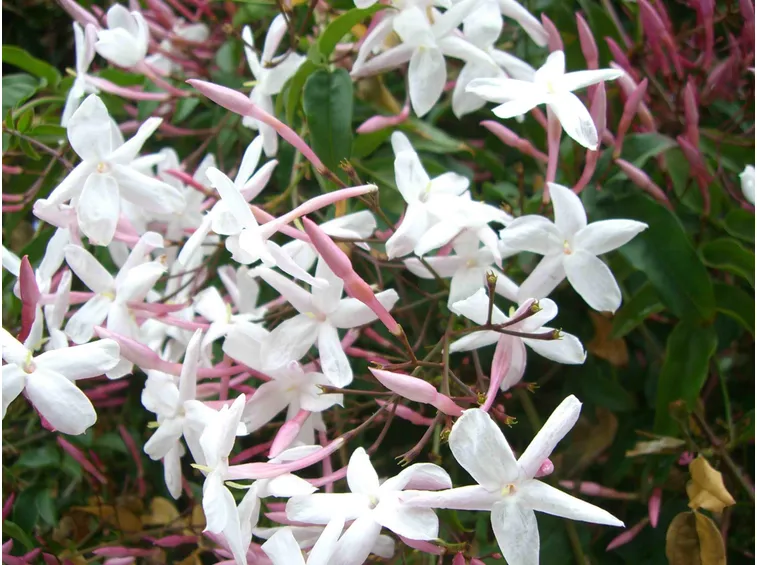 Un esemplare di Jasminum officinale