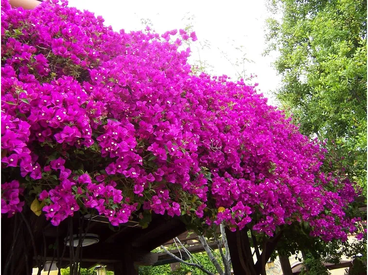 Un esemplare di Bougainvillea