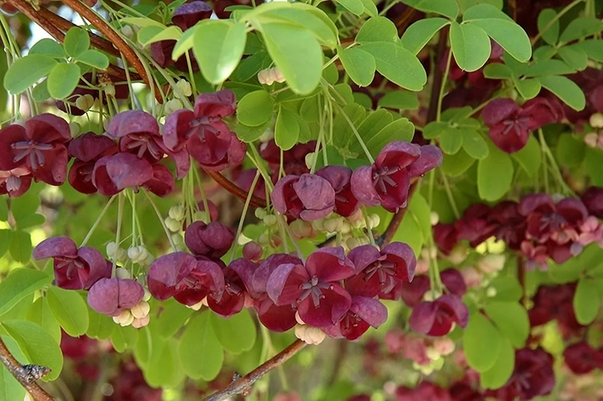 akebia quinata fiorita