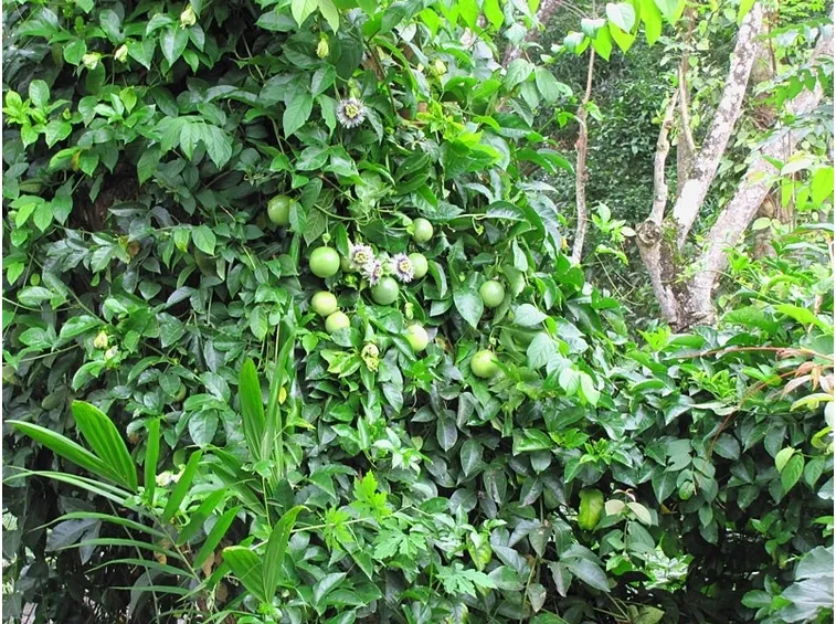 Passiflora, fiori e frutti.