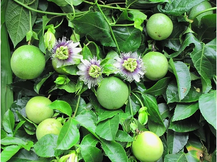 Frutto della passione, pianta.