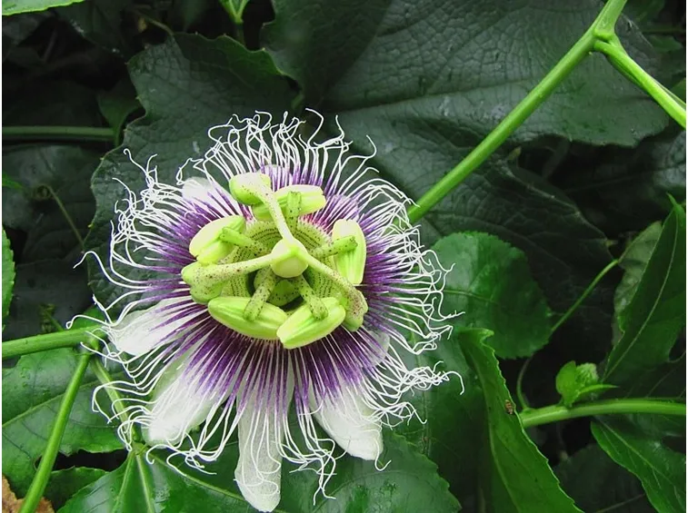Frutto della passione, fiore.