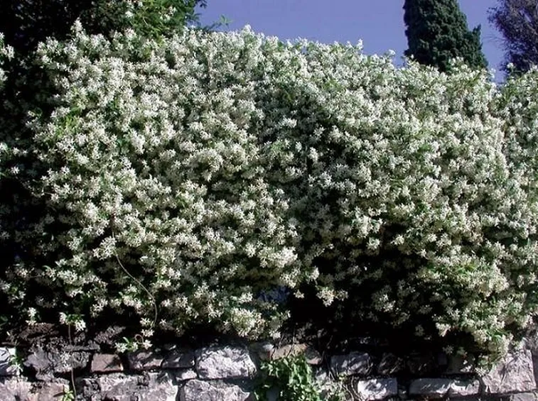 Una siepe di gelsomino fiorito