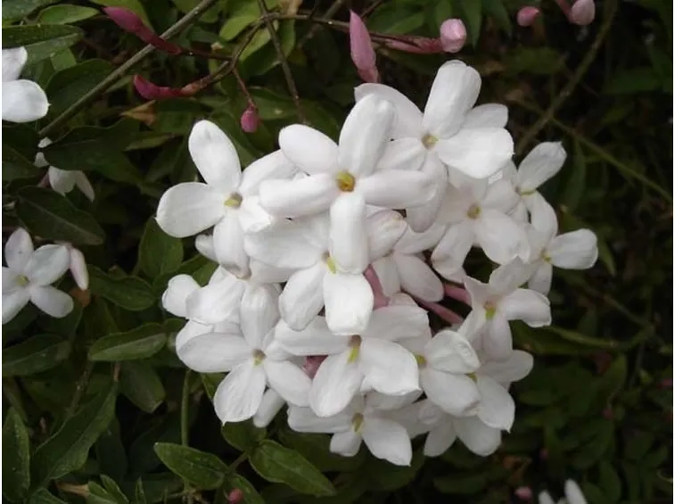Fiori di gelsomino