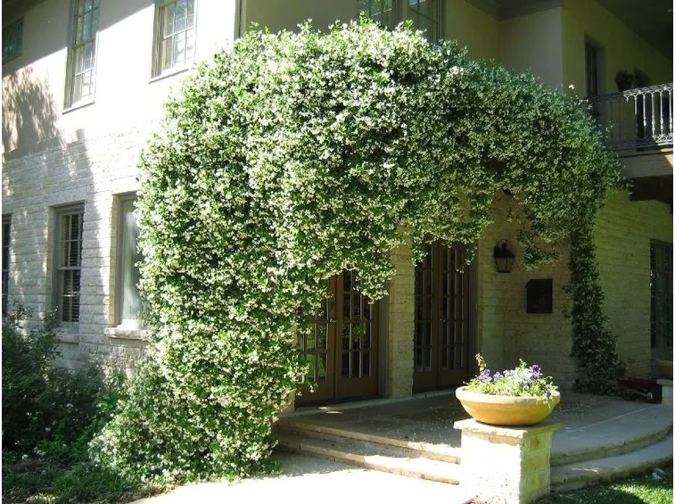 Una pianta di gelsomino adorna l'ingresso di una casa