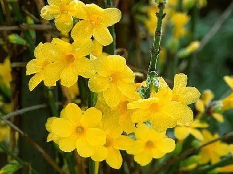 Il gelsomino nudiflorum dai fiori gialli