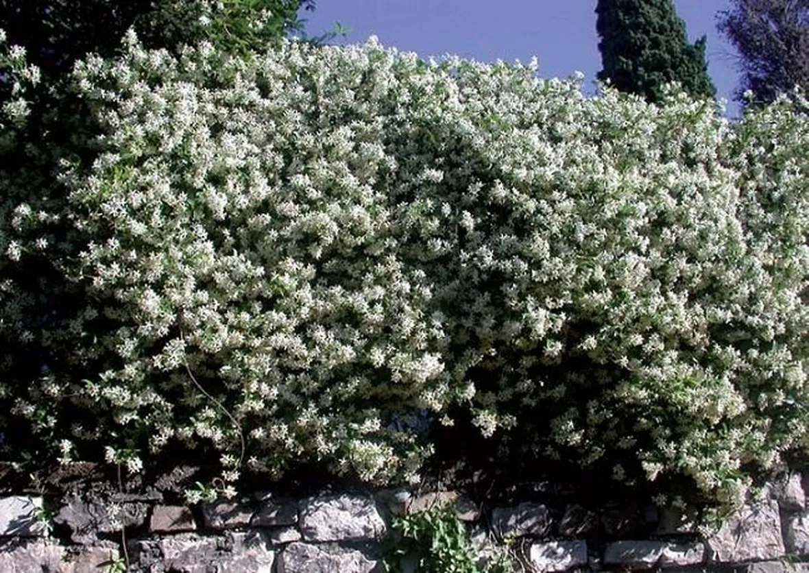 Una siepe di gelsomino fiorito