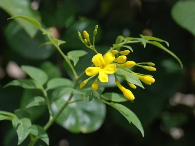 Pianta di Jasminum humile