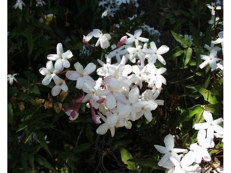 Pianta di Jasminum officinale