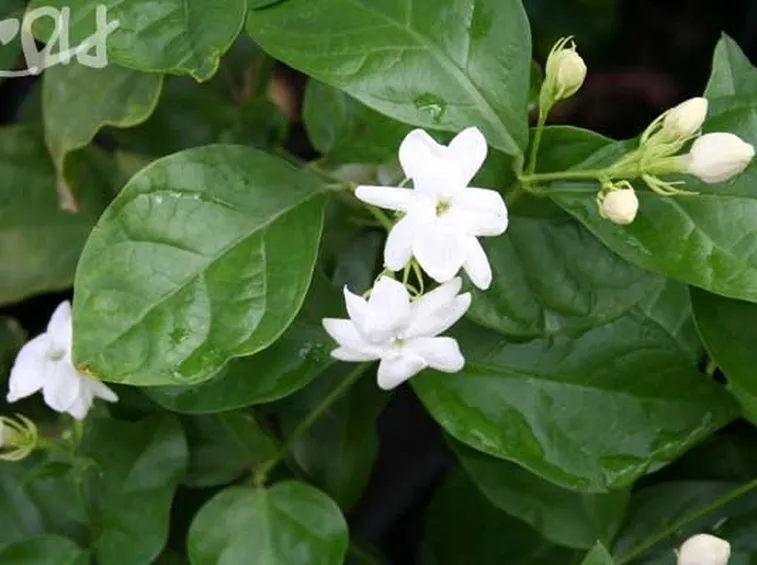 Pianta di Jasminum sambac