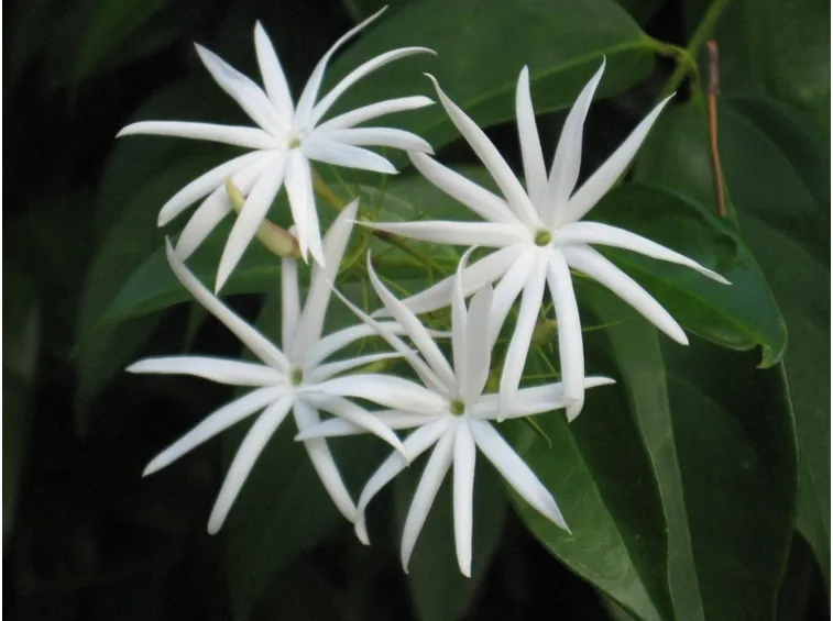 Fiori di Jasminum nitidum
